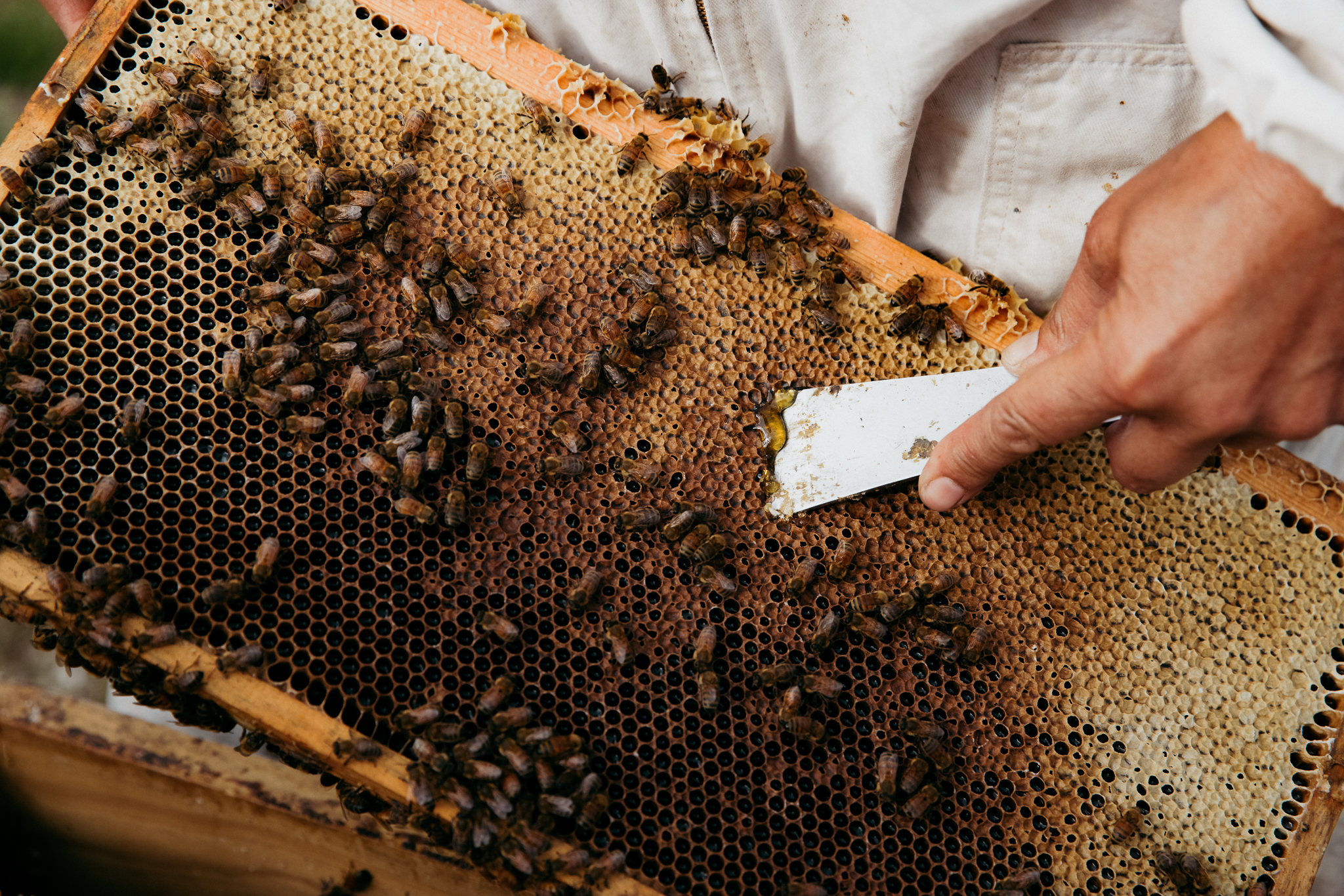 Wabenwand mit Bienen